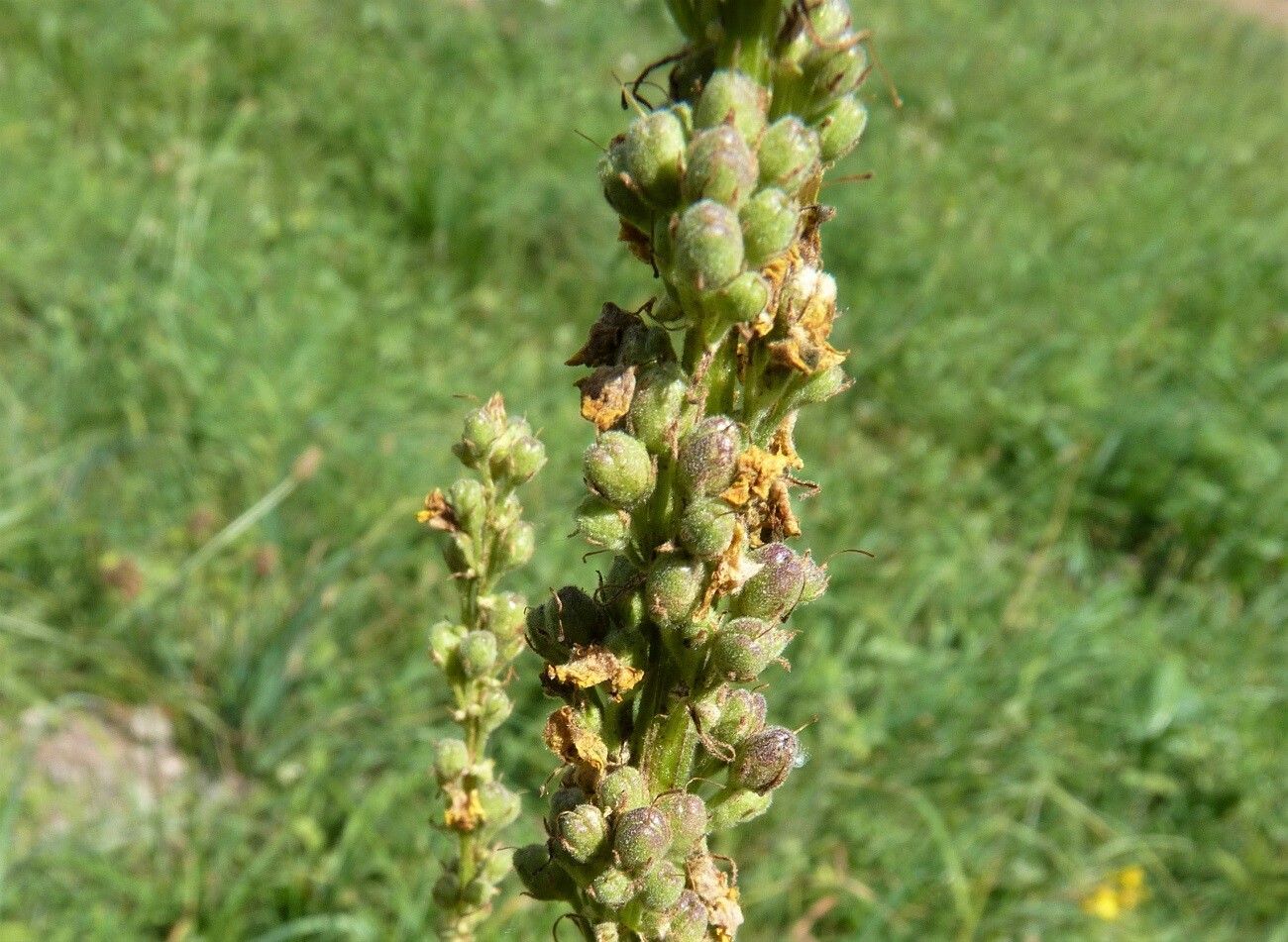 Verbascum nigrum fruit