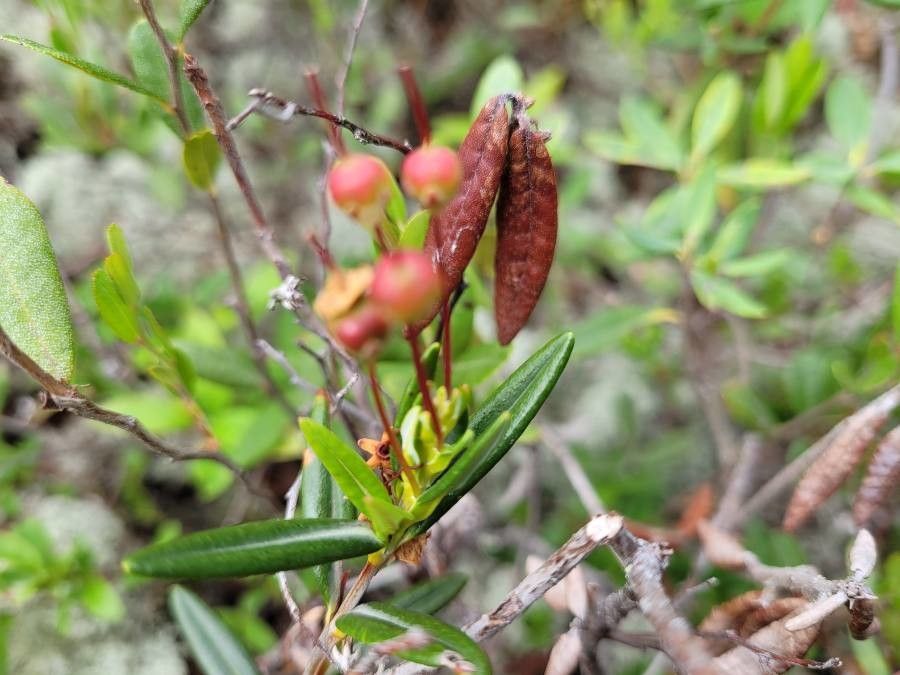 Kalmia polifolia fruit