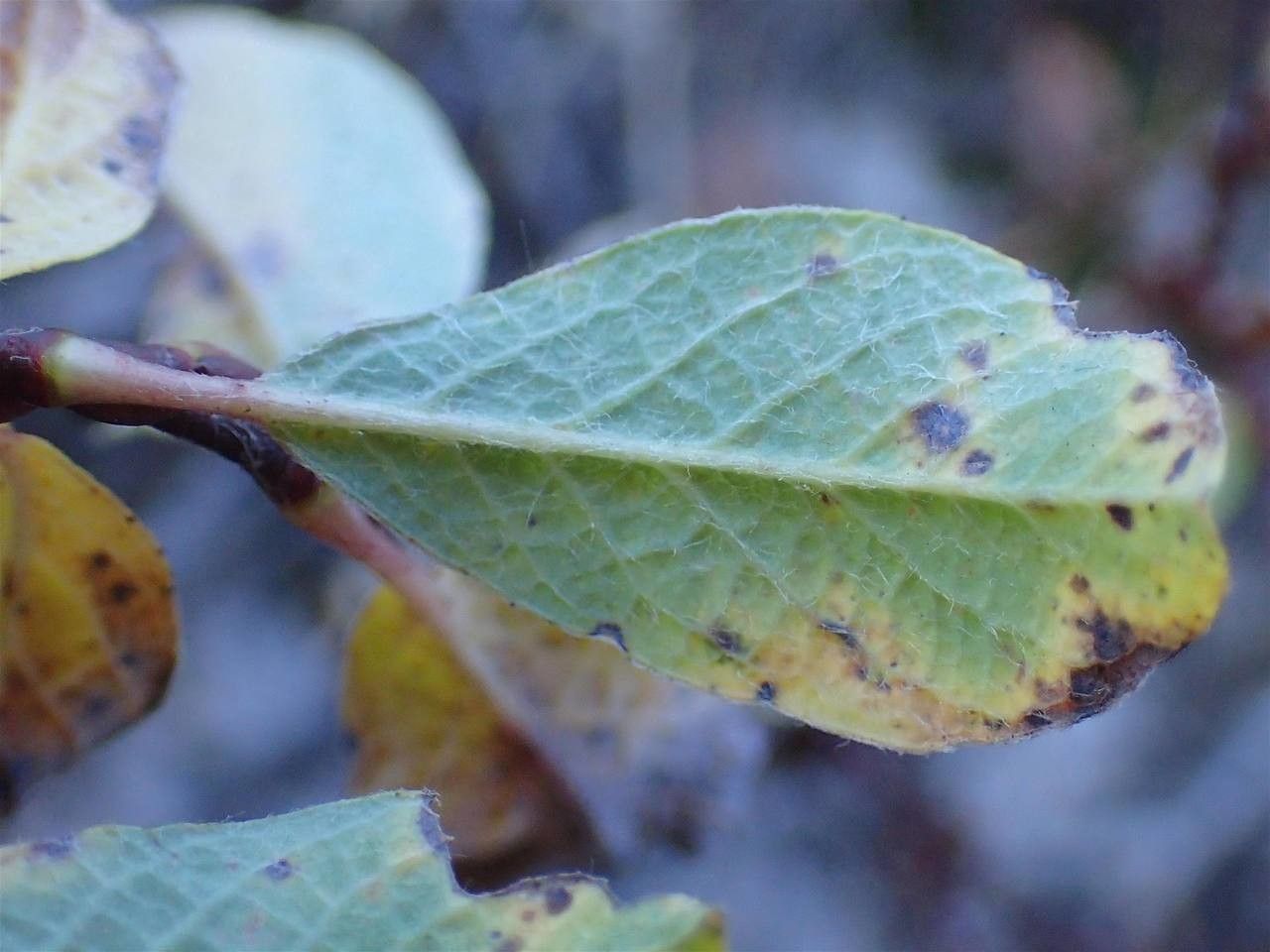 Salix pyrenaica — search result for 'Salicaceae'