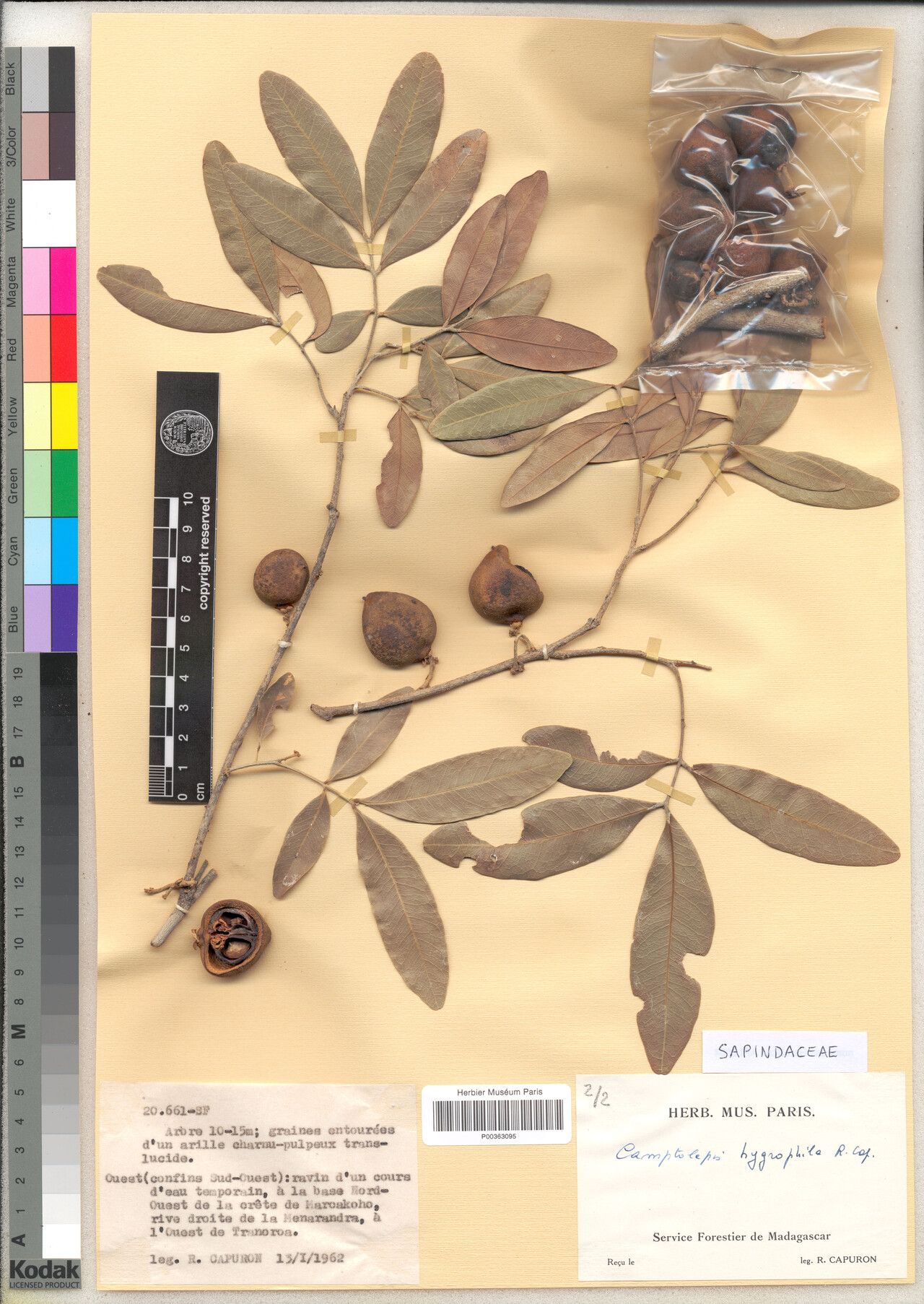 Camptolepis hygrophila — search result for 'Hygrophila'