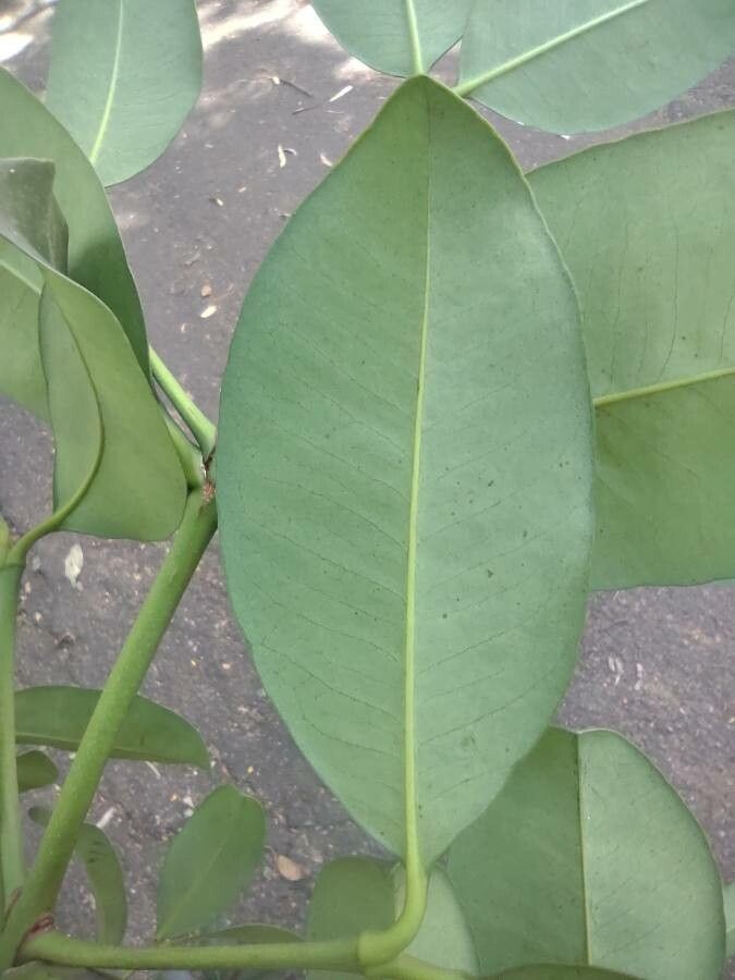 Garcinia gardneriana — houseplant care guide