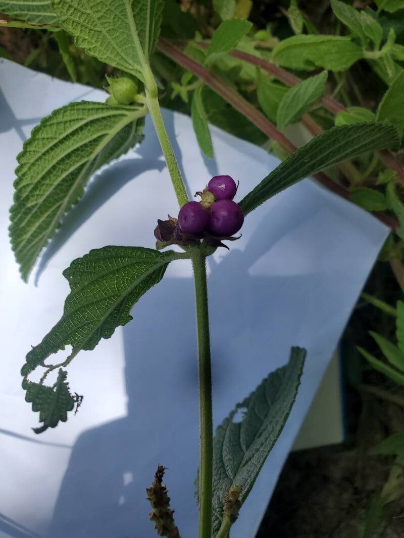 Lantana ukambensis fruit
