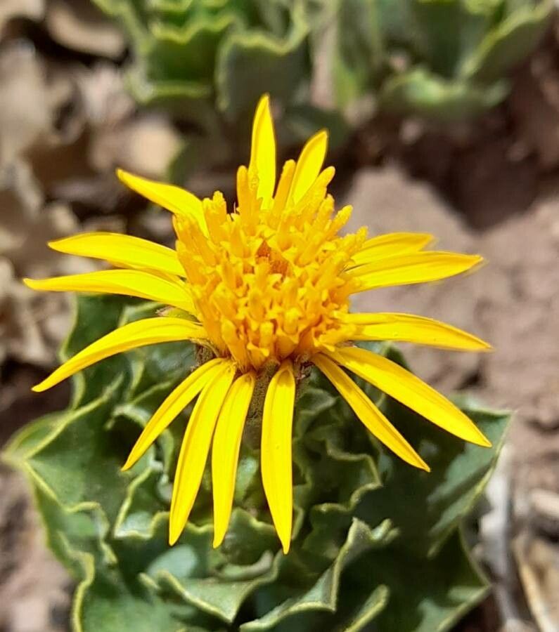 Haplopappus anthylloides flower