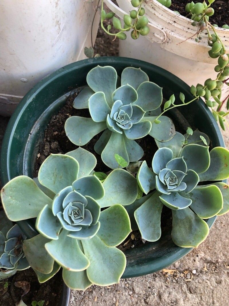 Echeveria pumila — search result for 'Dominican Republic'