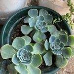 Echeveria pumila