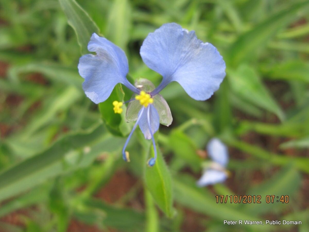 Commelina eckloniana flower