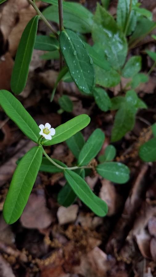 Euphorbia corollata habit