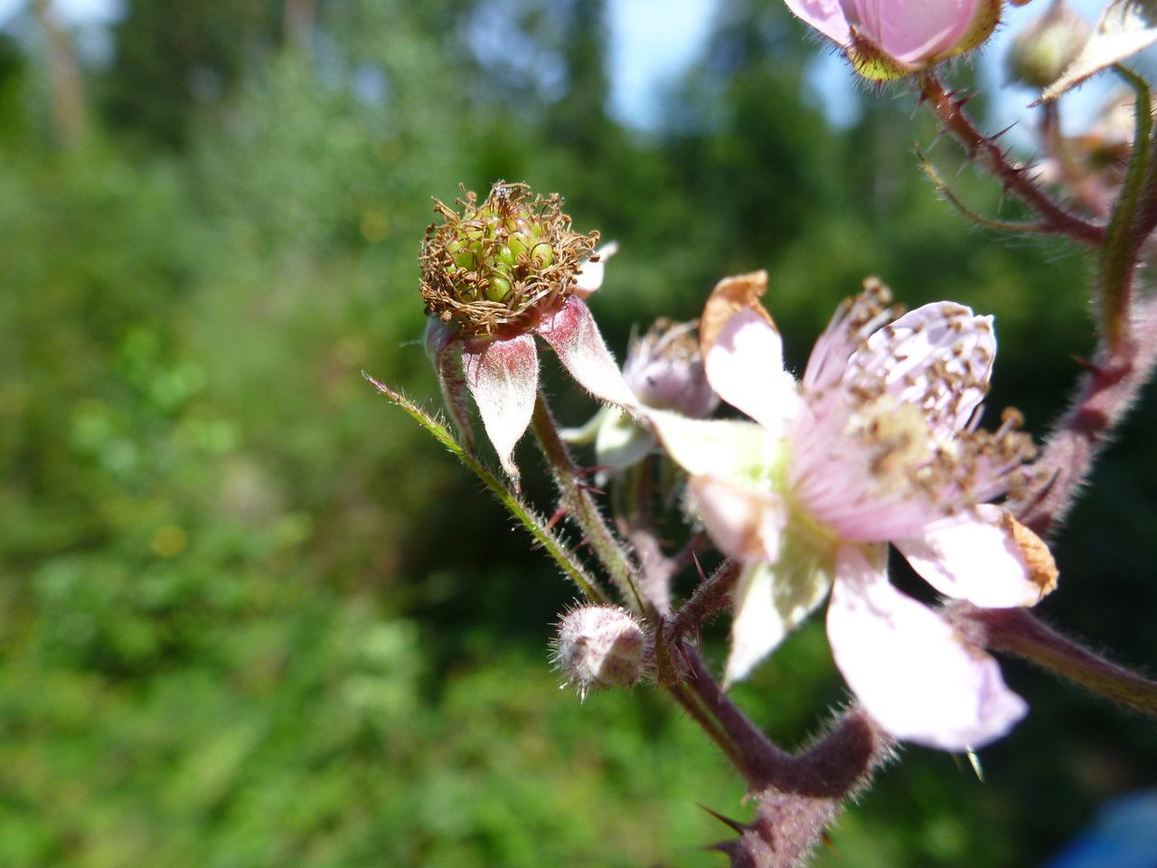 Rubus schnedleri flower