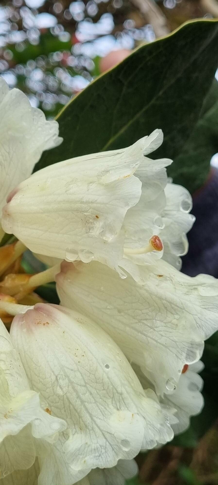 Rhododendron macabeanum flower