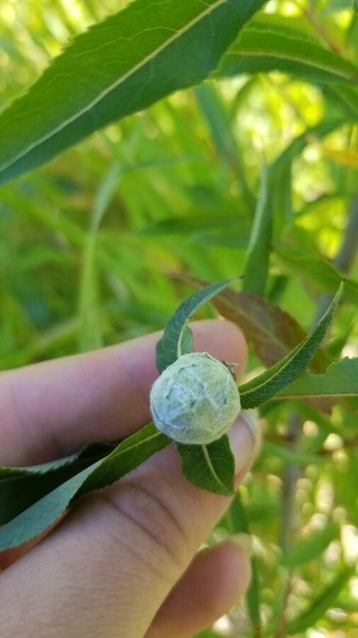 Salix eriocephala flower