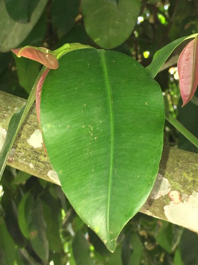 Garcinia madruno — search result for 'Clusiaceae'