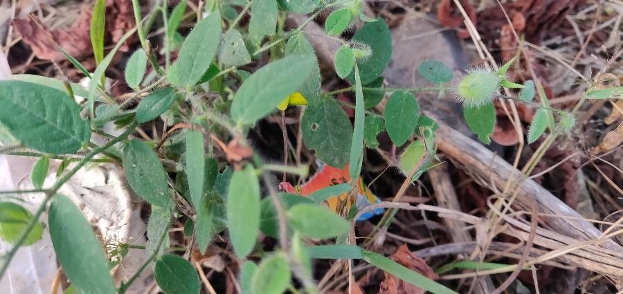 Crotalaria sagittalis — search result for 'Crotalaria'