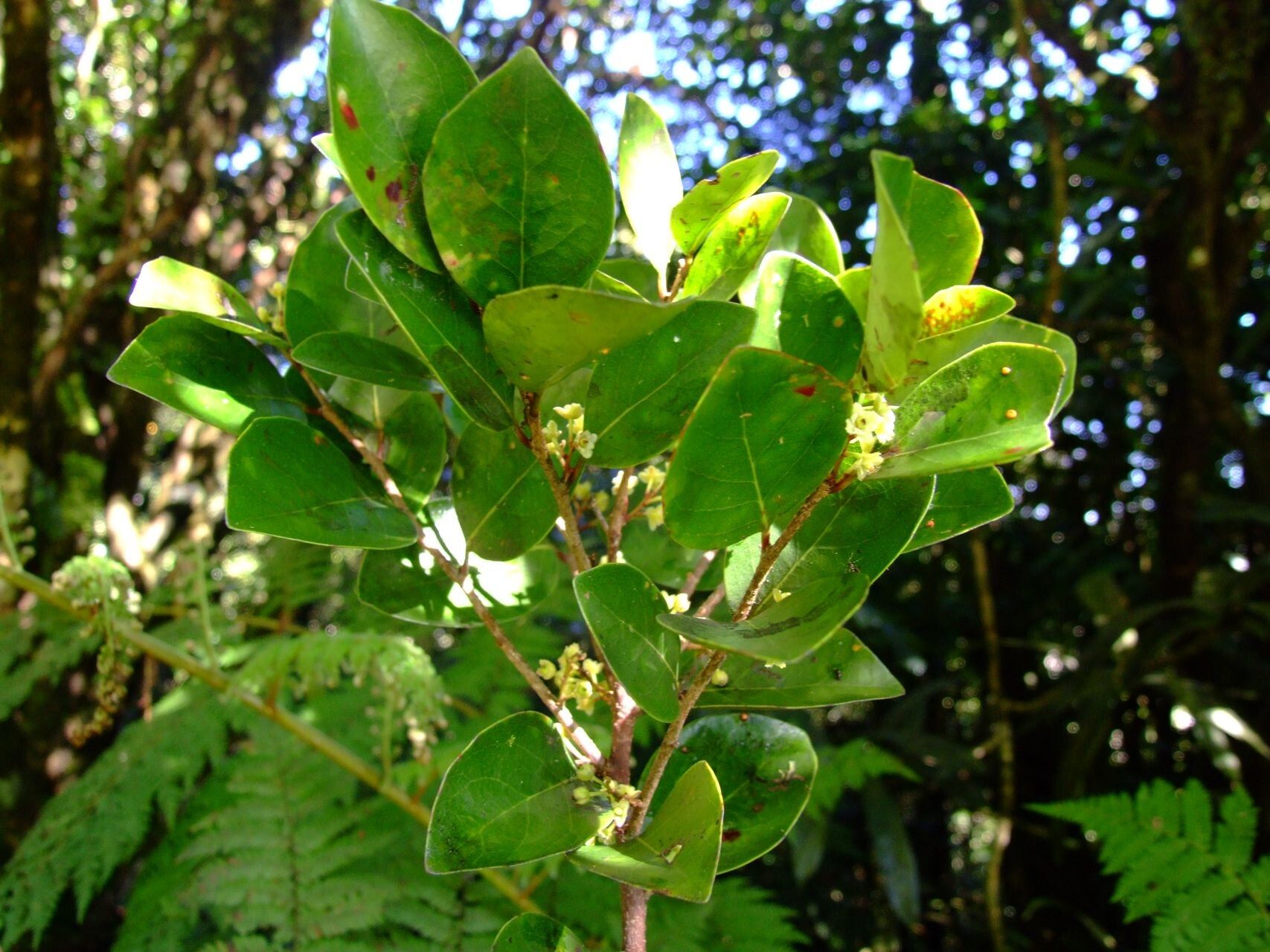 Lasiochlamys reticulata habit