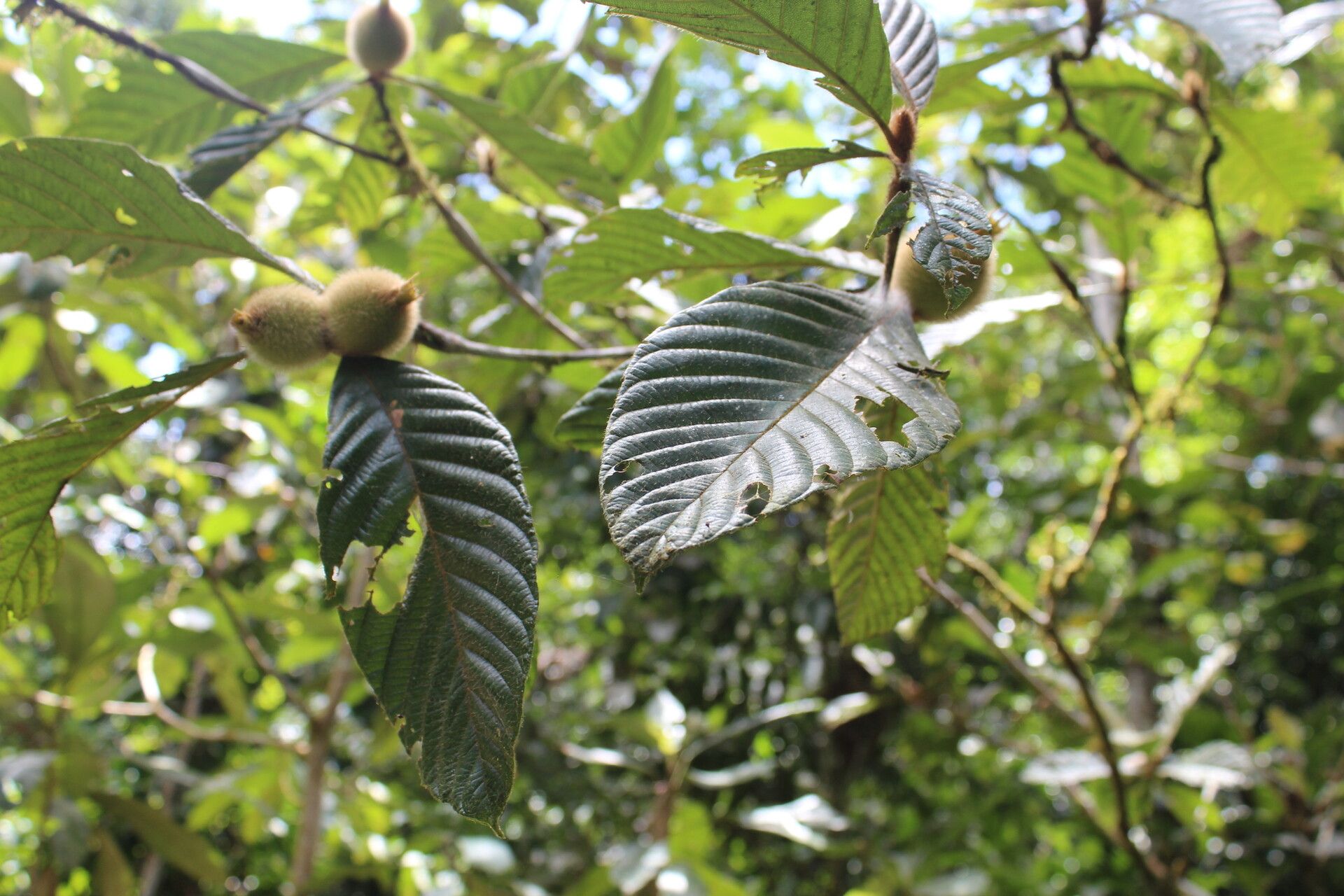 Duroia hirsuta — houseplant care guide