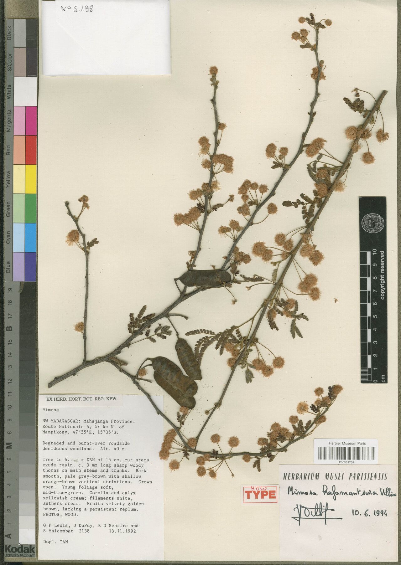 Mimosa hafomantsina — search result for 'Mimosa'