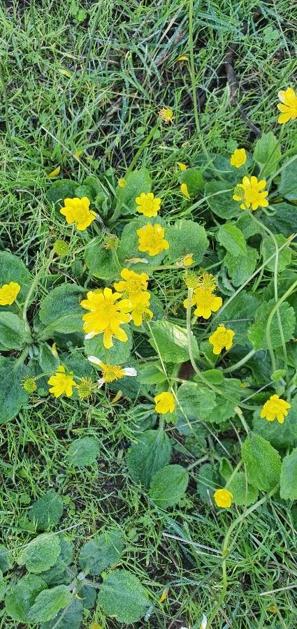 Ranunculus bullatus fruit