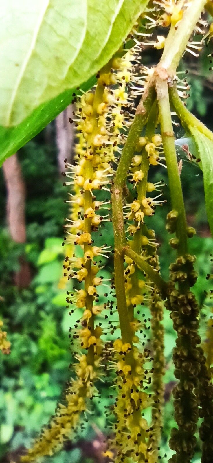Antidesma membranaceum flower