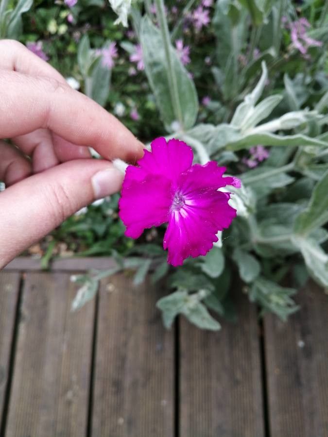 Lychnis coronata flower