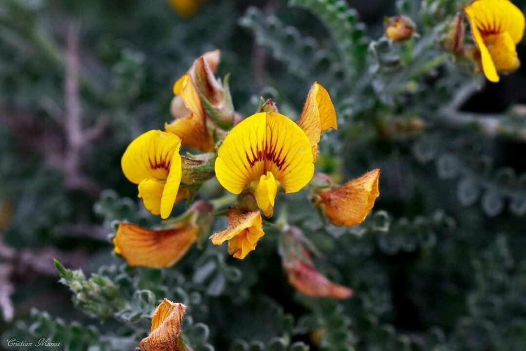 Adesmia schickendanzii flower