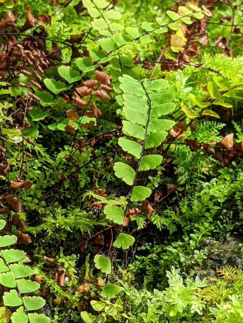 Adiantum edgeworthii leaf