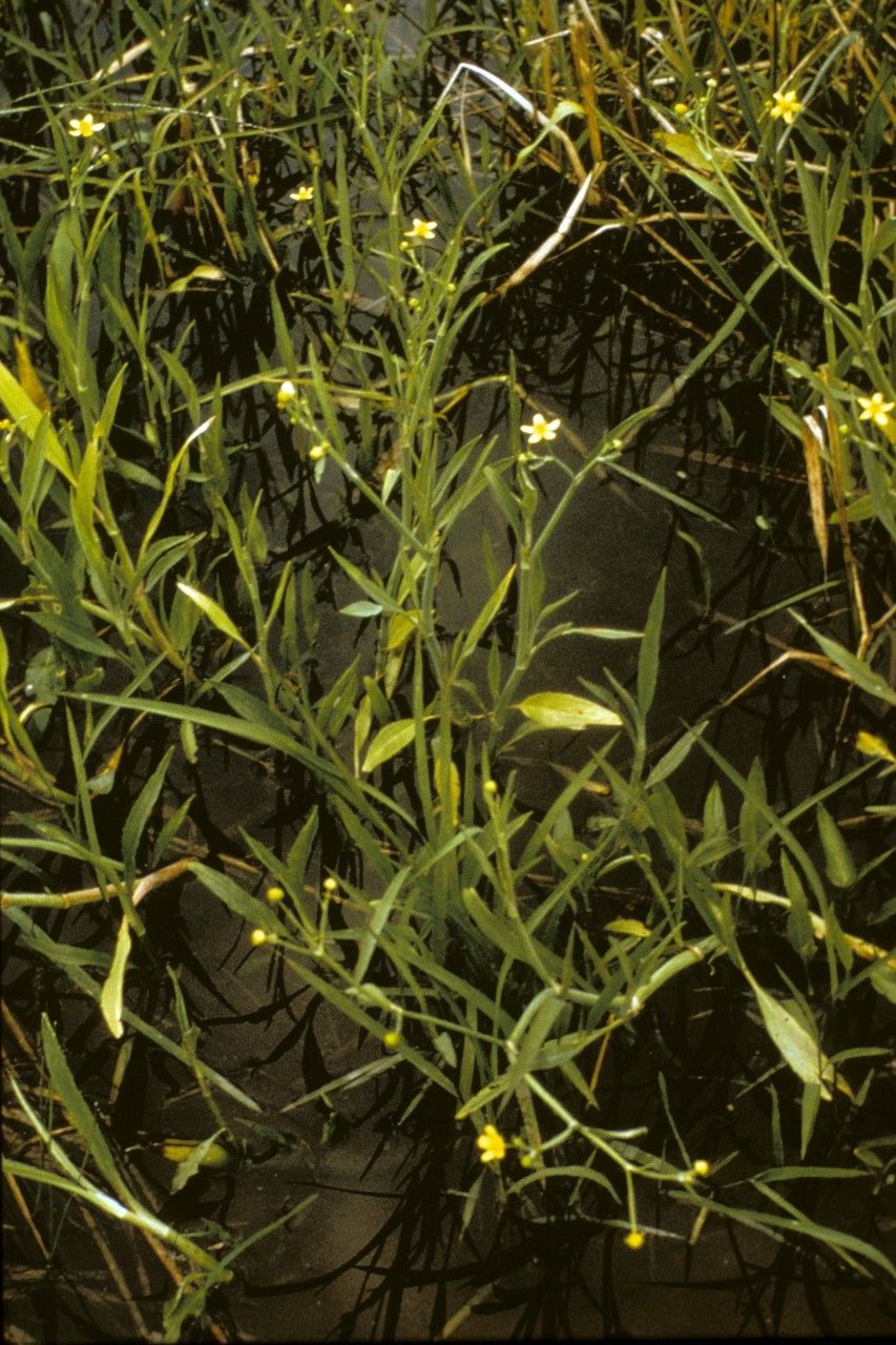 Ranunculus ambigens habit