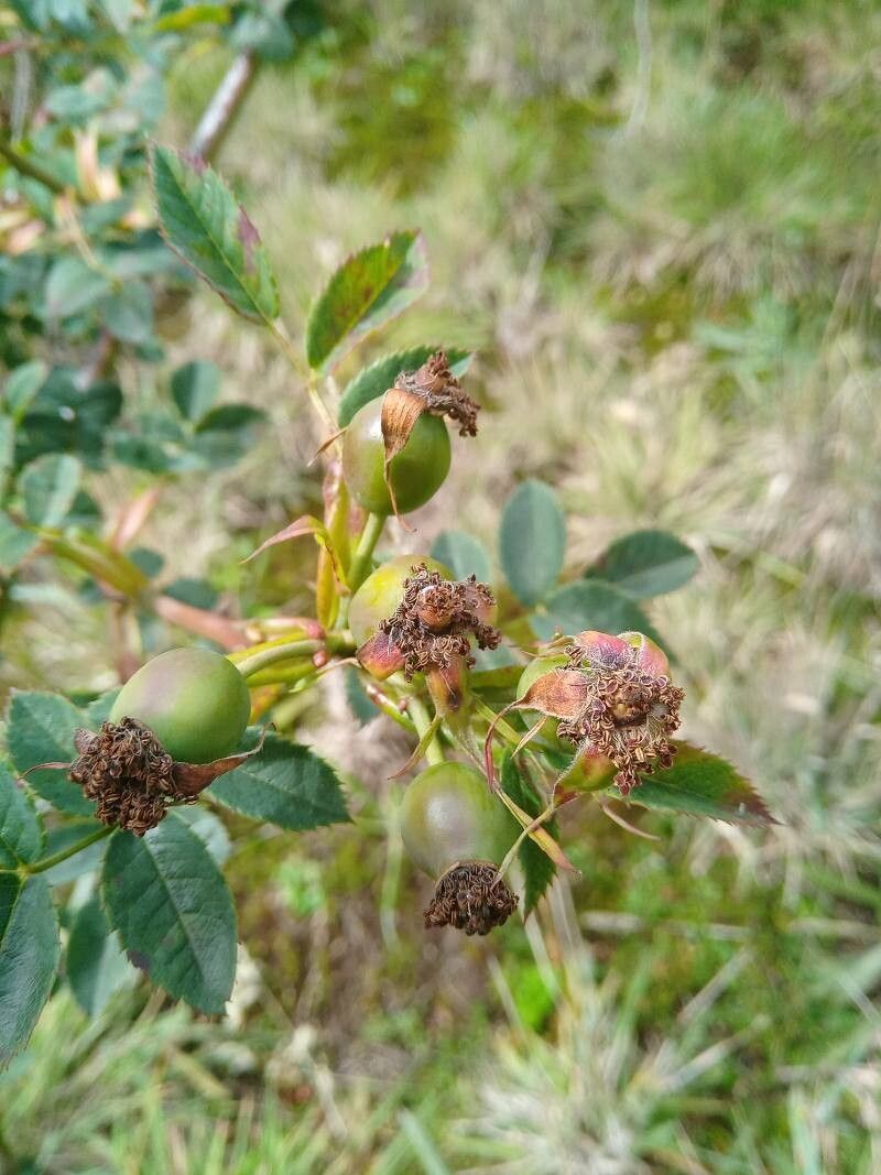 Rosa mandonii — houseplant care guide