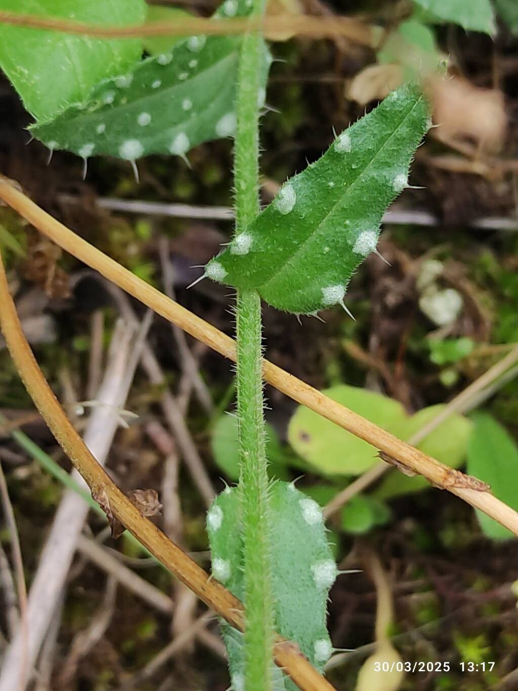 Anchusa cretica bark
