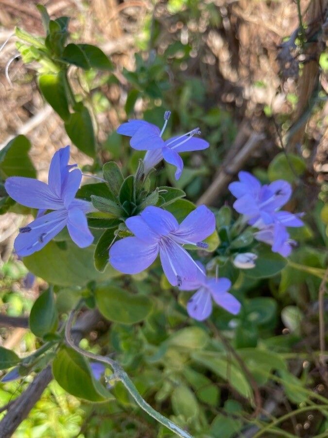 Barleria volkensii flower