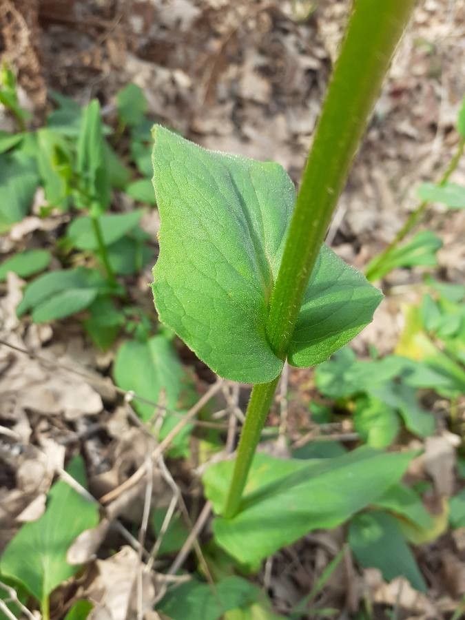 Doronicum plantagineum leaf