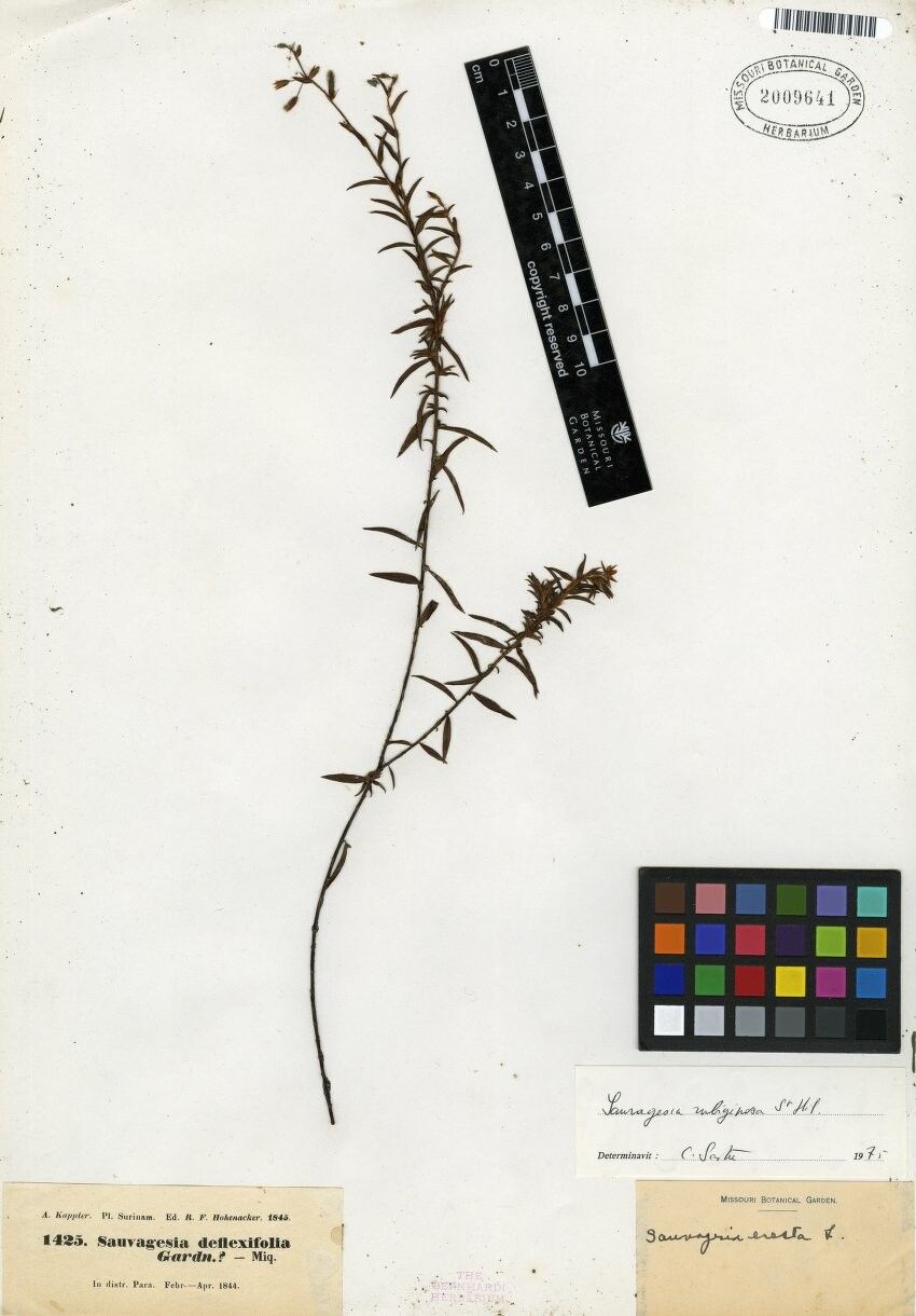 Sauvagesia rubiginosa other