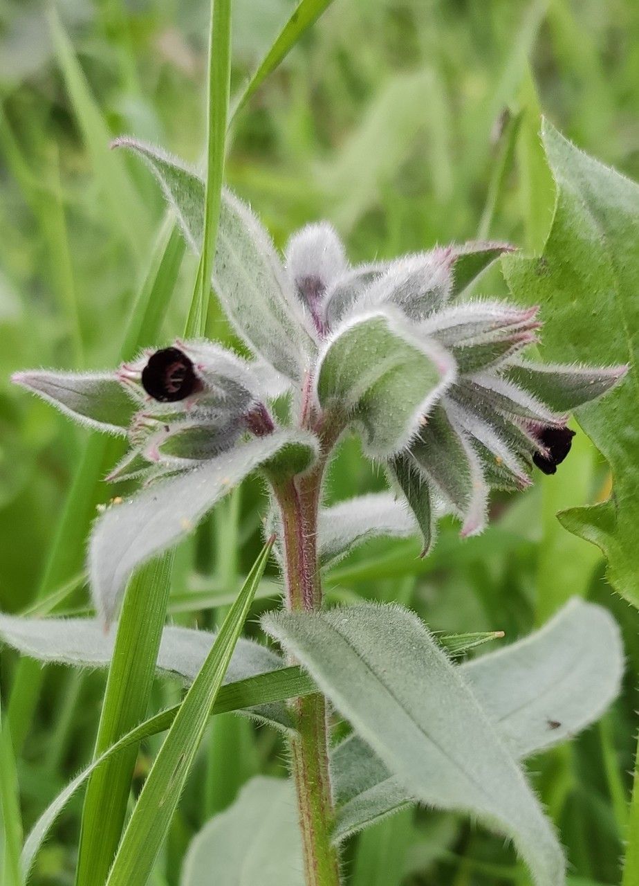 Nonea vesicaria flower