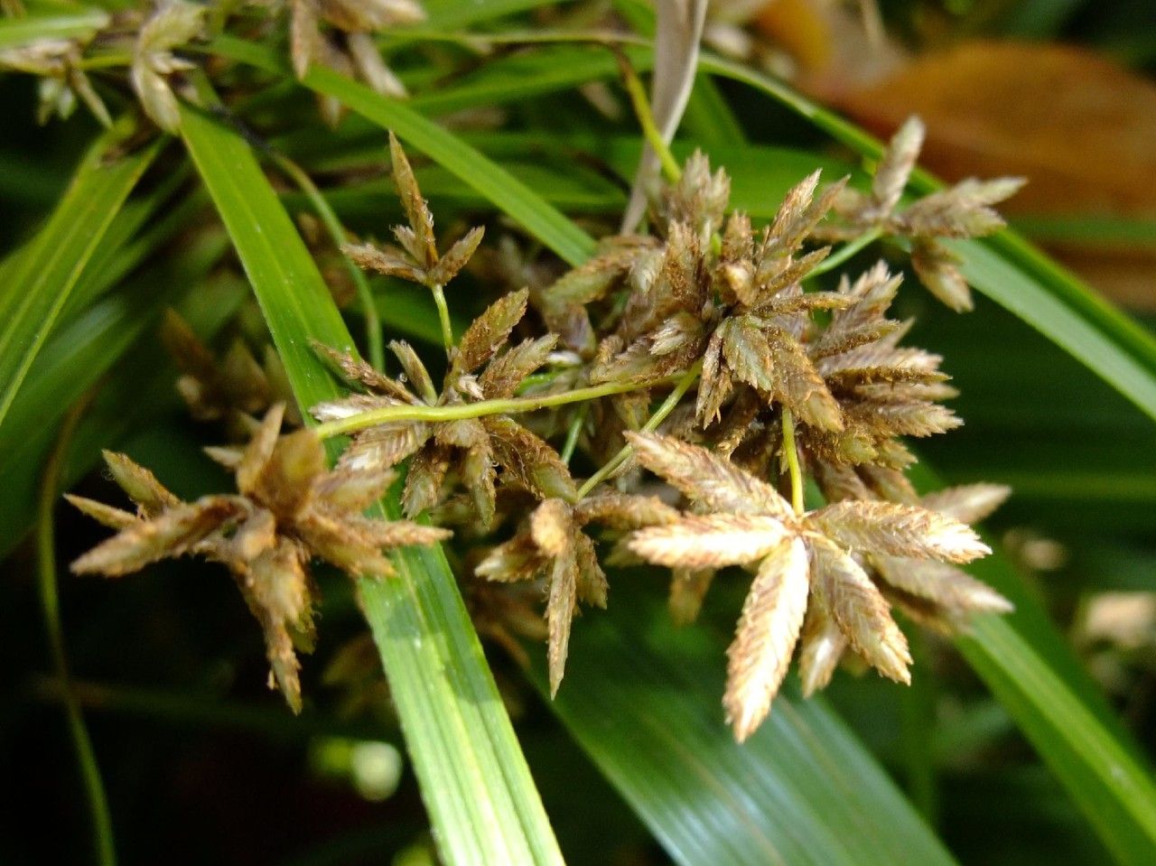 Cyperus involucratus fruit