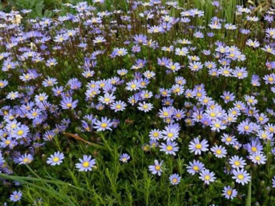 Felicia aethiopica — related species from the same genus