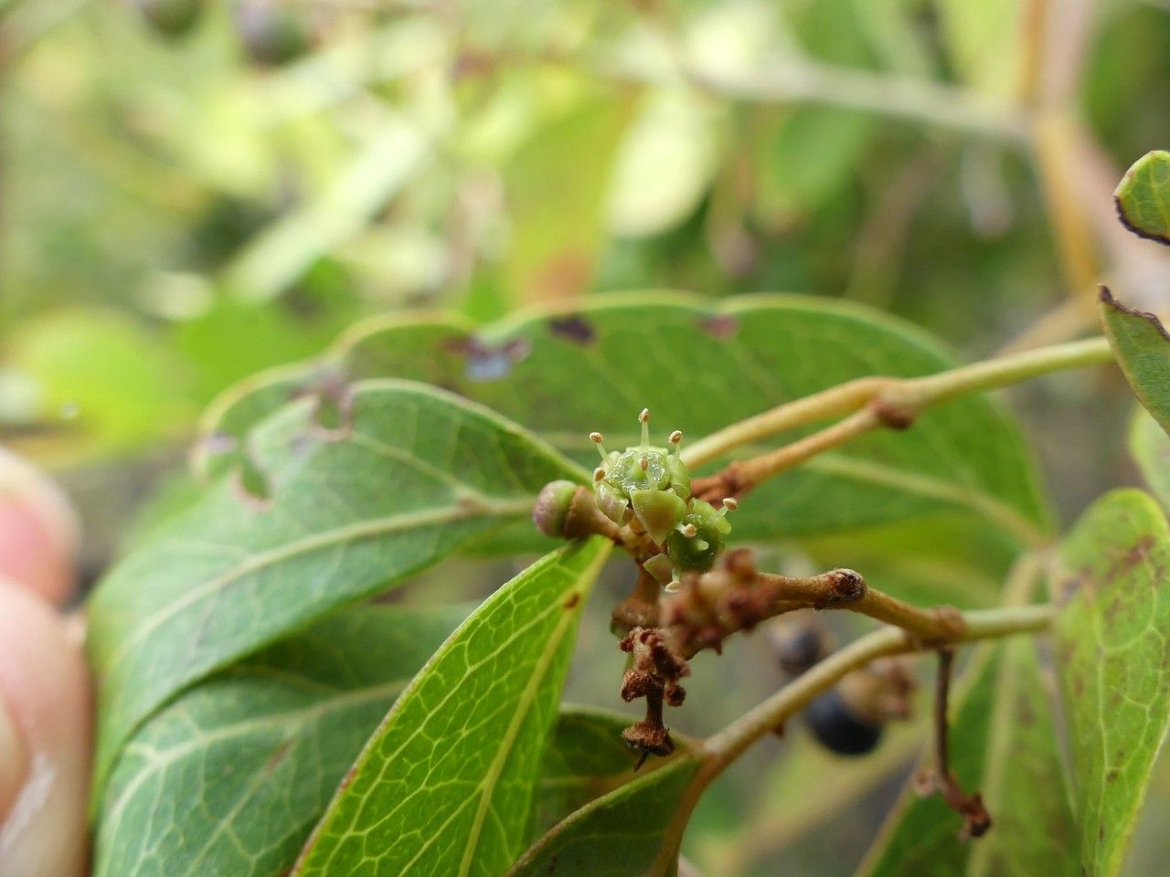 Rhoicissus revoilii flower