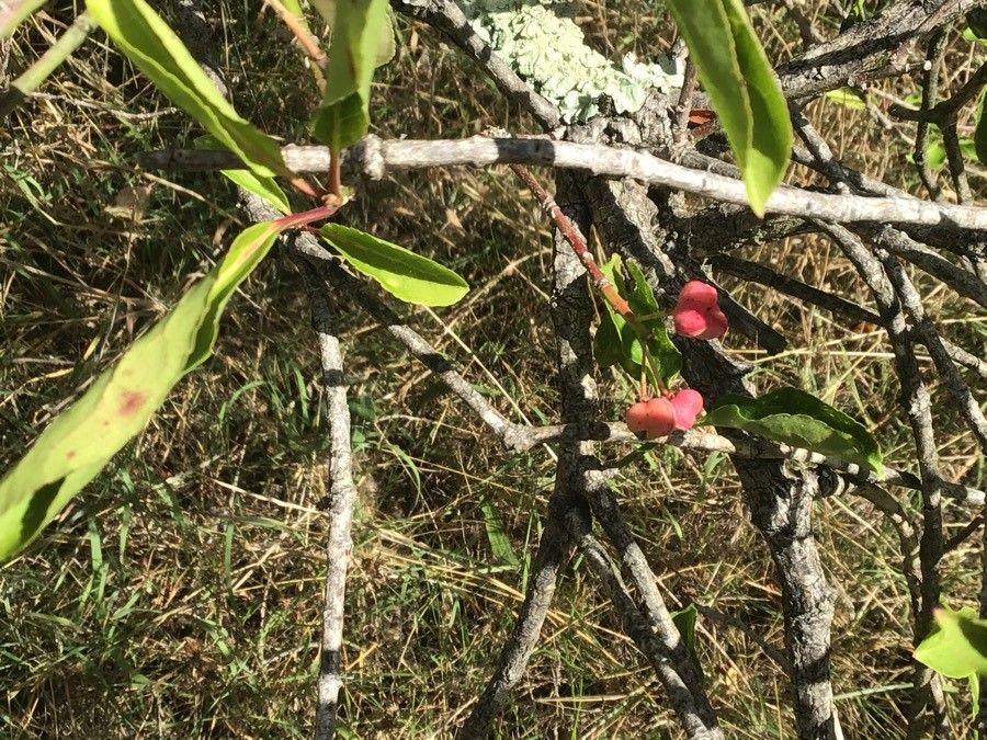 Euonymus hamiltonianus fruit