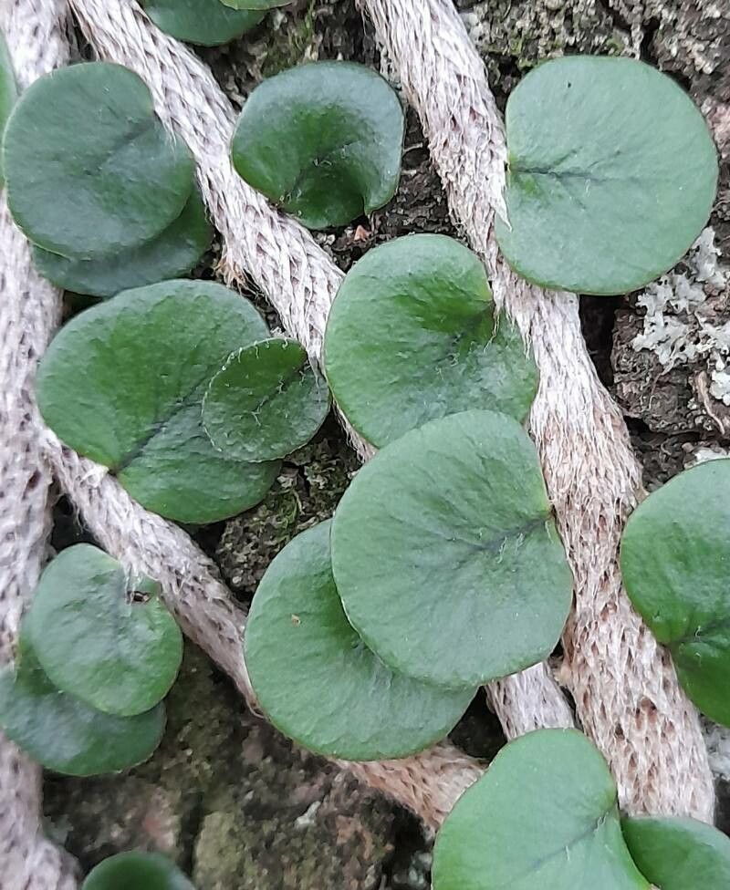 Microgramma vacciniifolia leaf