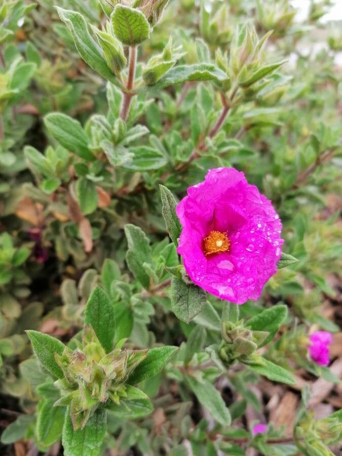 Cistus crispus flower