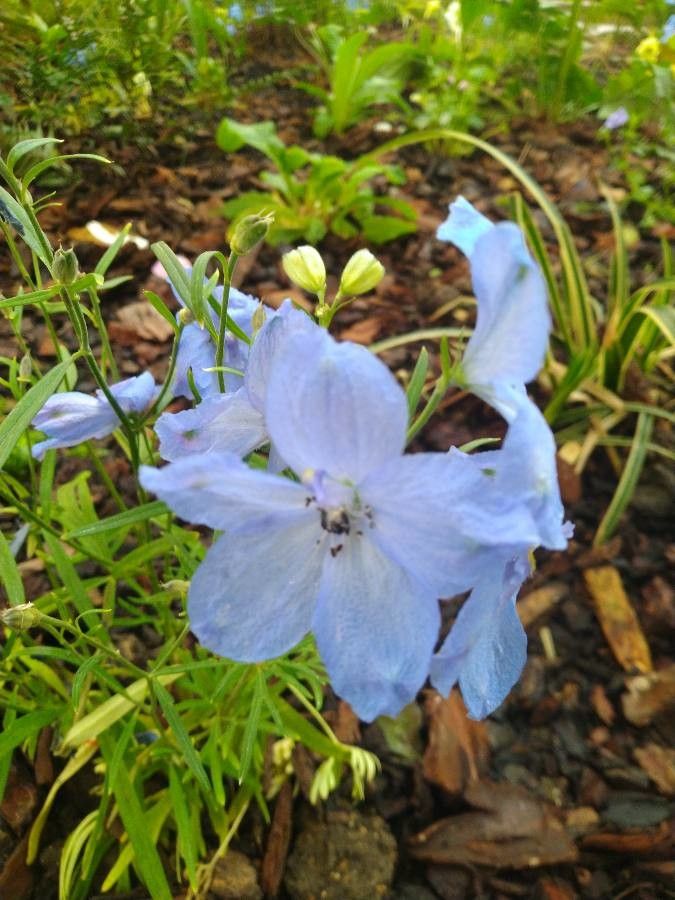 Delphinium wellbyi flower