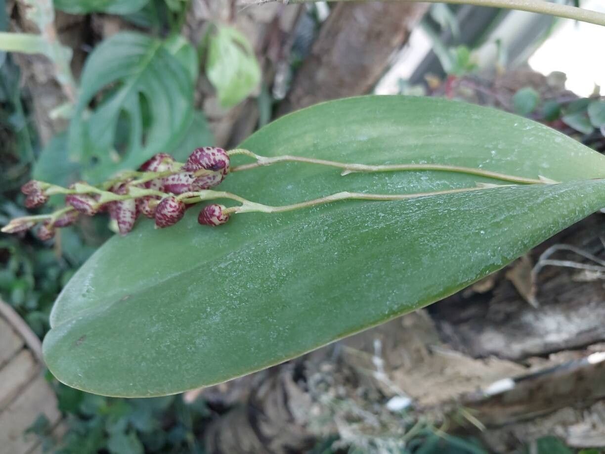 Pleurothallis restrepioides other