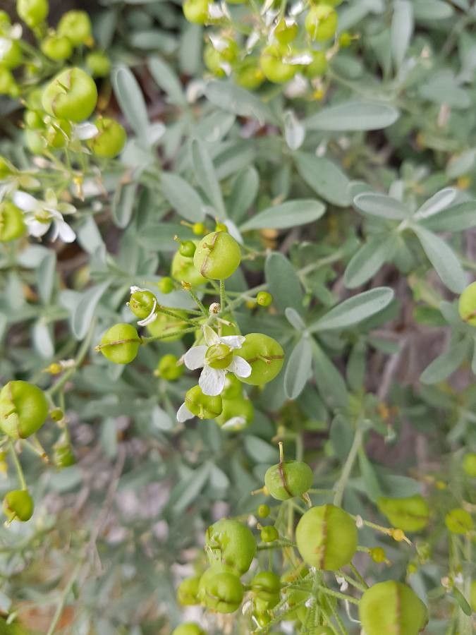 Hormathophylla macrocarpa flower