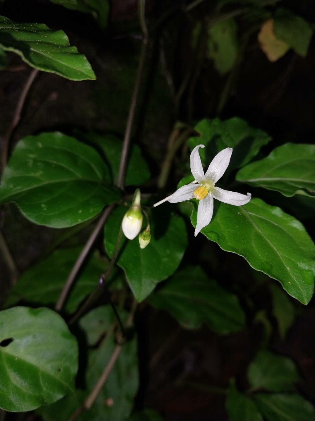 Solanum phaseoloides flower