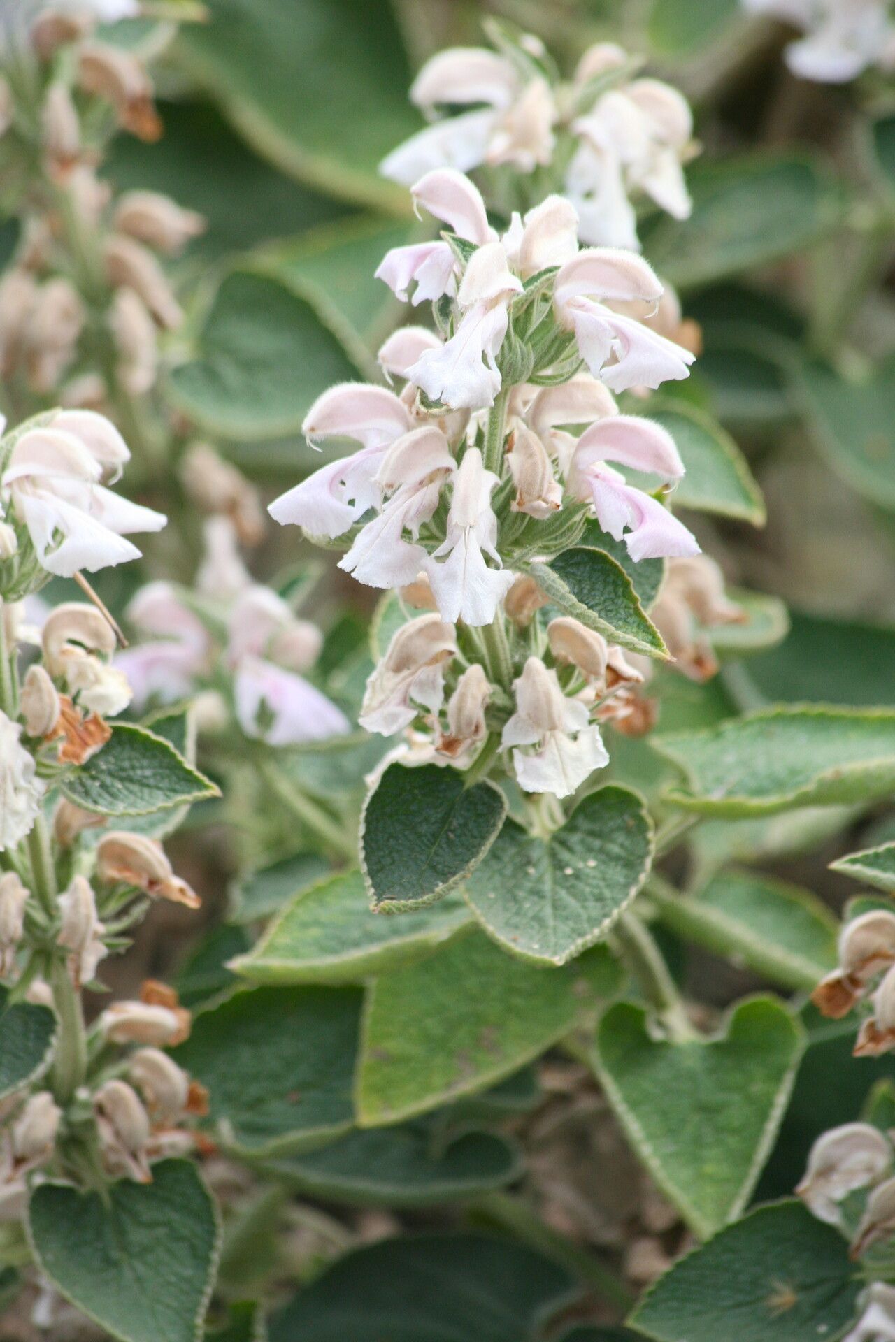 Phlomis bovei — related species from the same genus