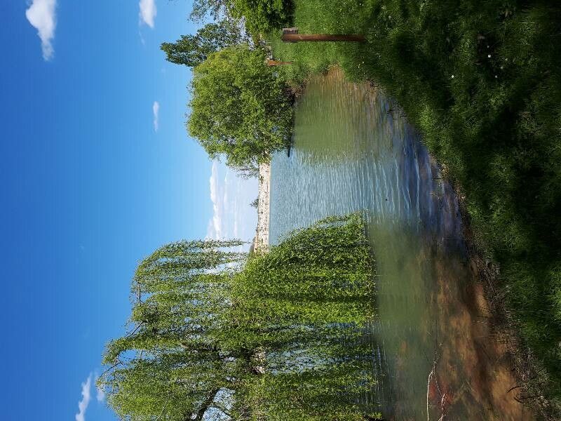 Salix x chrysocoma flower