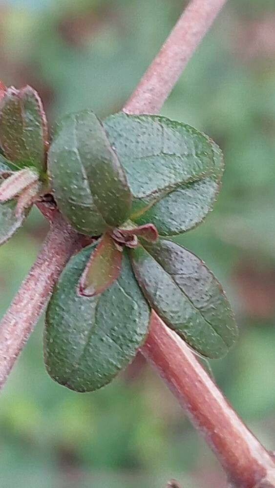 Abelia uniflora — houseplant care guide