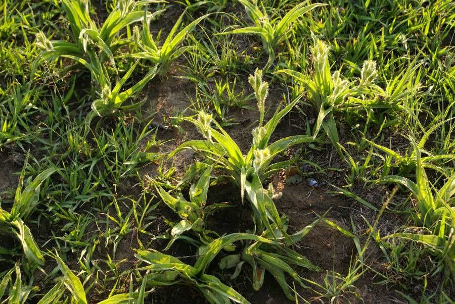 Hypoxis argentea — related species from the same genus