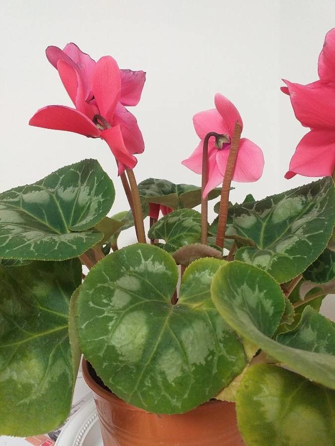 Cyclamen spp. flower