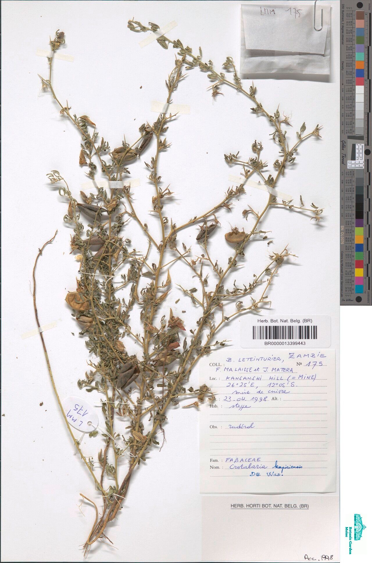 Crotalaria kapiriensis — houseplant care guide