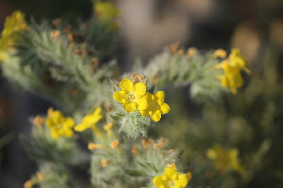 Arnebia hispidissima — related species from the same genus