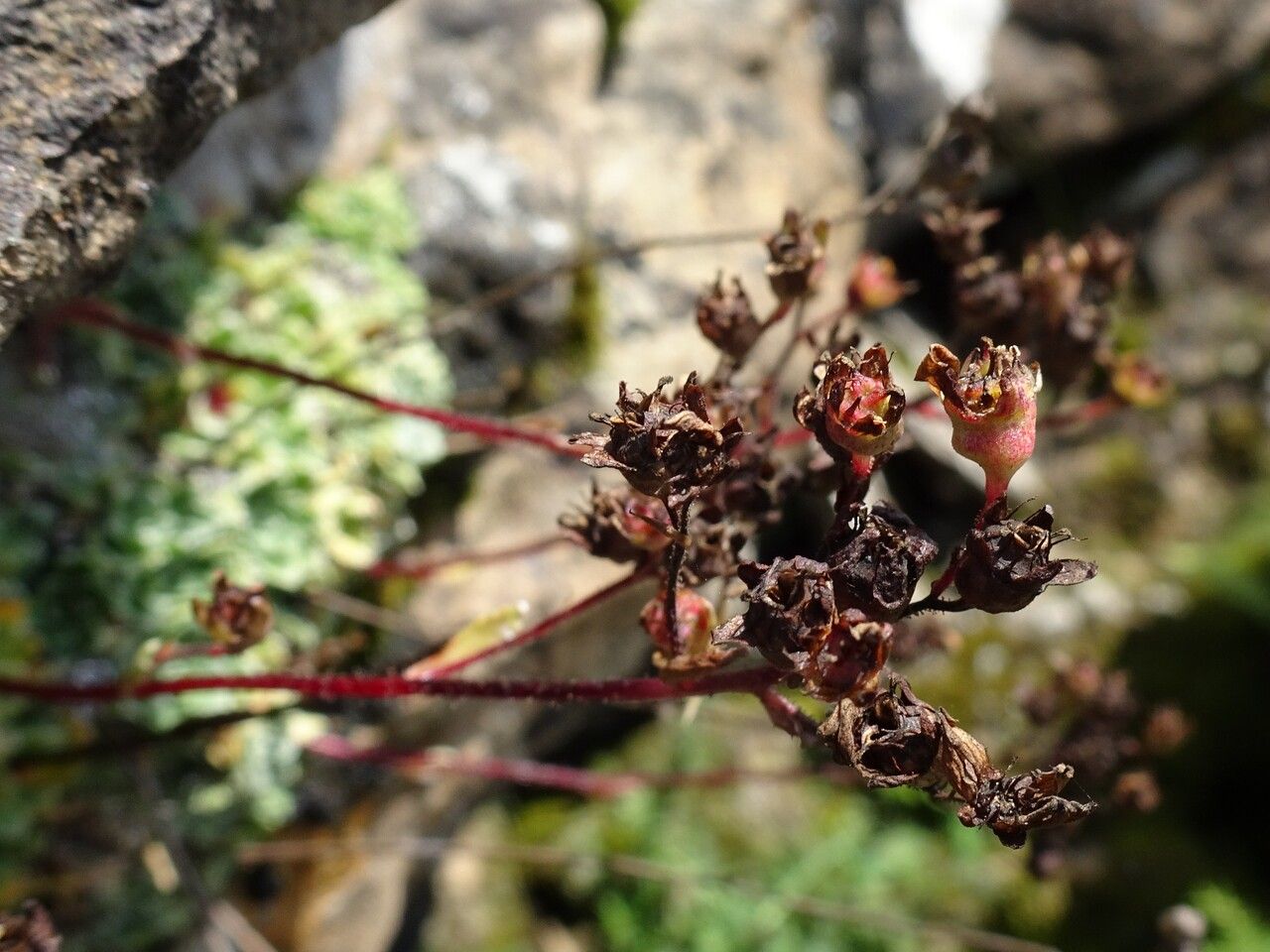 Saxifraga paniculata fruit