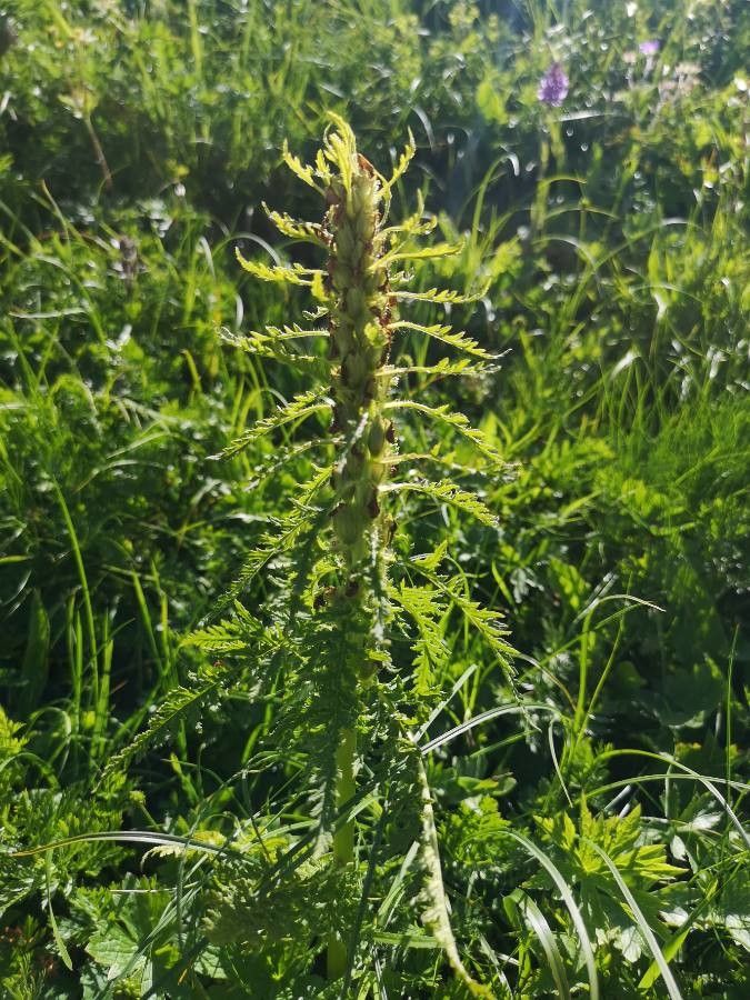 Pedicularis foliosa — search result for 'Pedicularis'